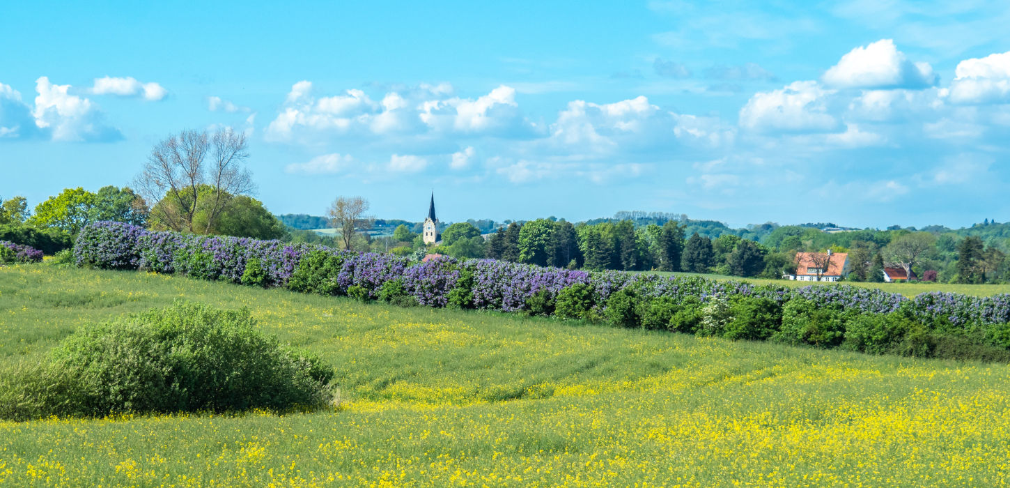 Syrendage (Lilacs Days) onSyrendage (Fliedertage) im Süden Fünens mit Blick auf die Kirche von Svanninge South of Funen with a view of the Church of Svanninge