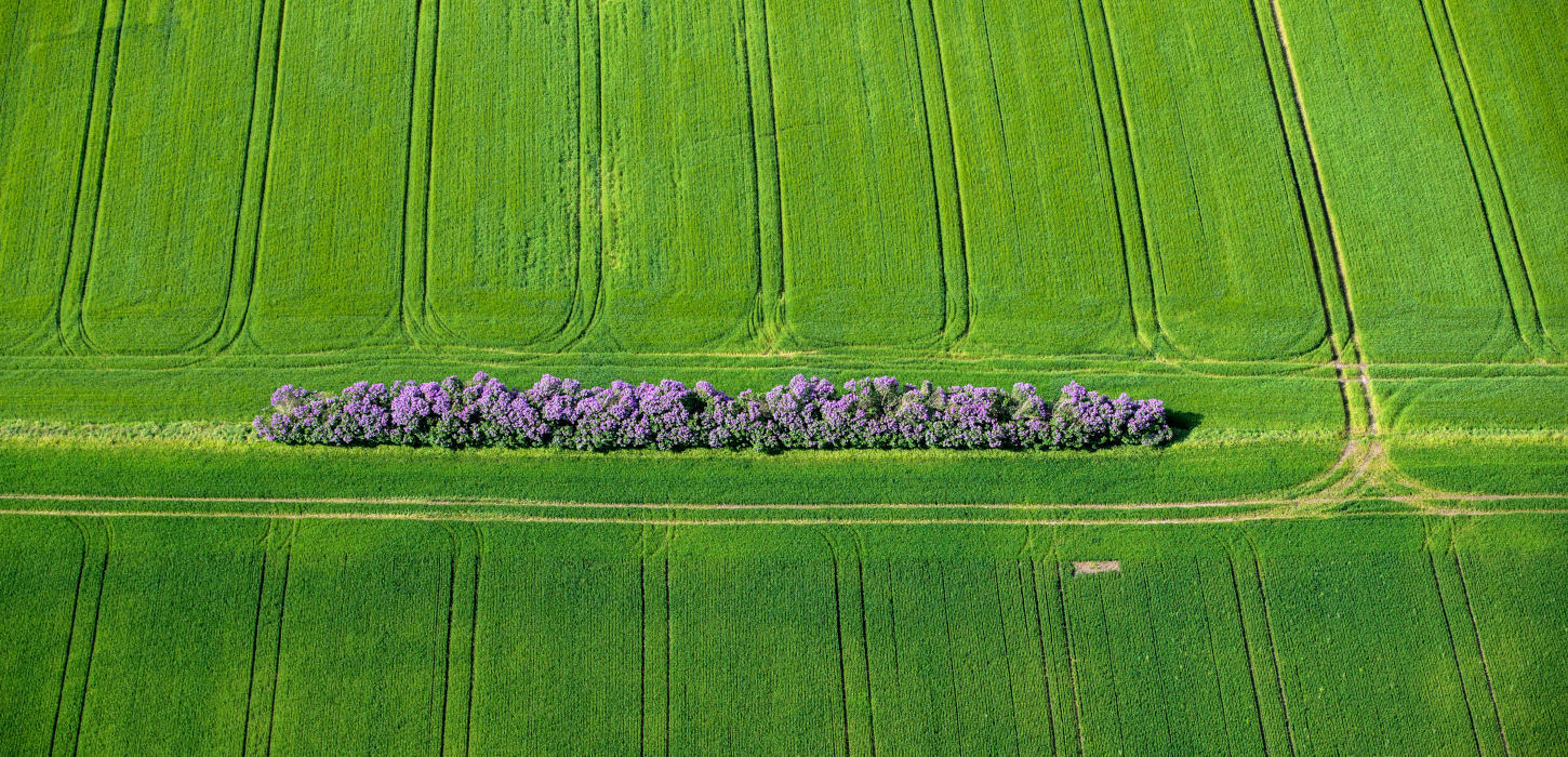 Lilac fence in the middle of a field on South Funen