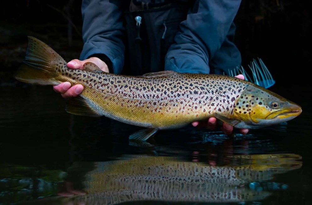 Ø-hop med fiskestang i Det Sydfynske Øhav med ophold på Sydfyn og øerne | VisitFaaborg
