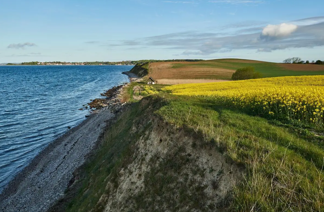 Kysten langs Bjørnø med gule marker