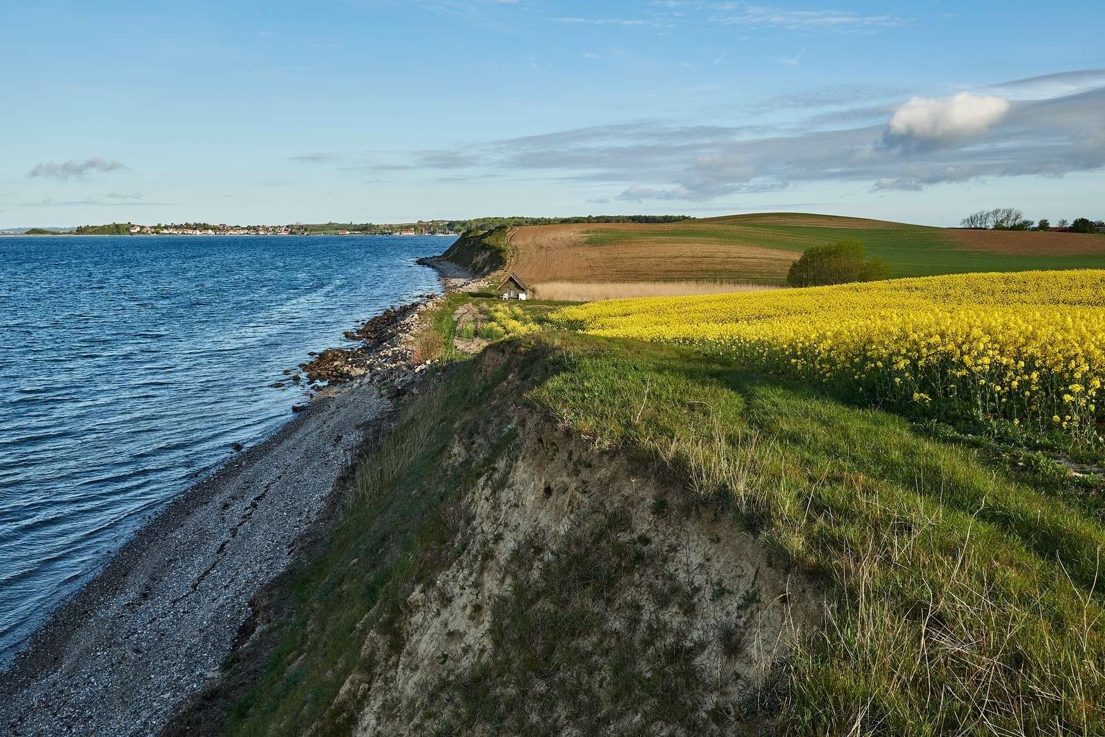 Kysten langs Bjørnø med gule marker