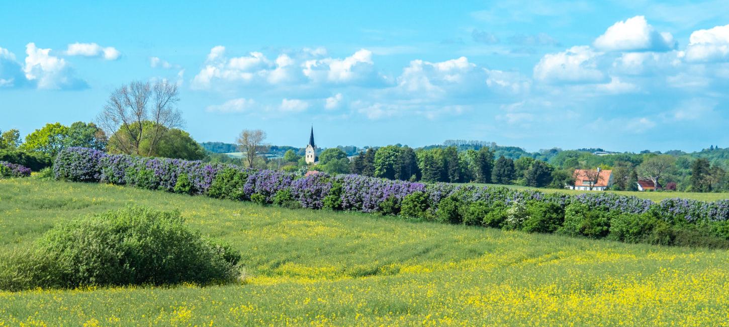 Sydfynske Syrendage | Syrenhegn og rapsmark | Svanninge Kirke | VisitFaaborg