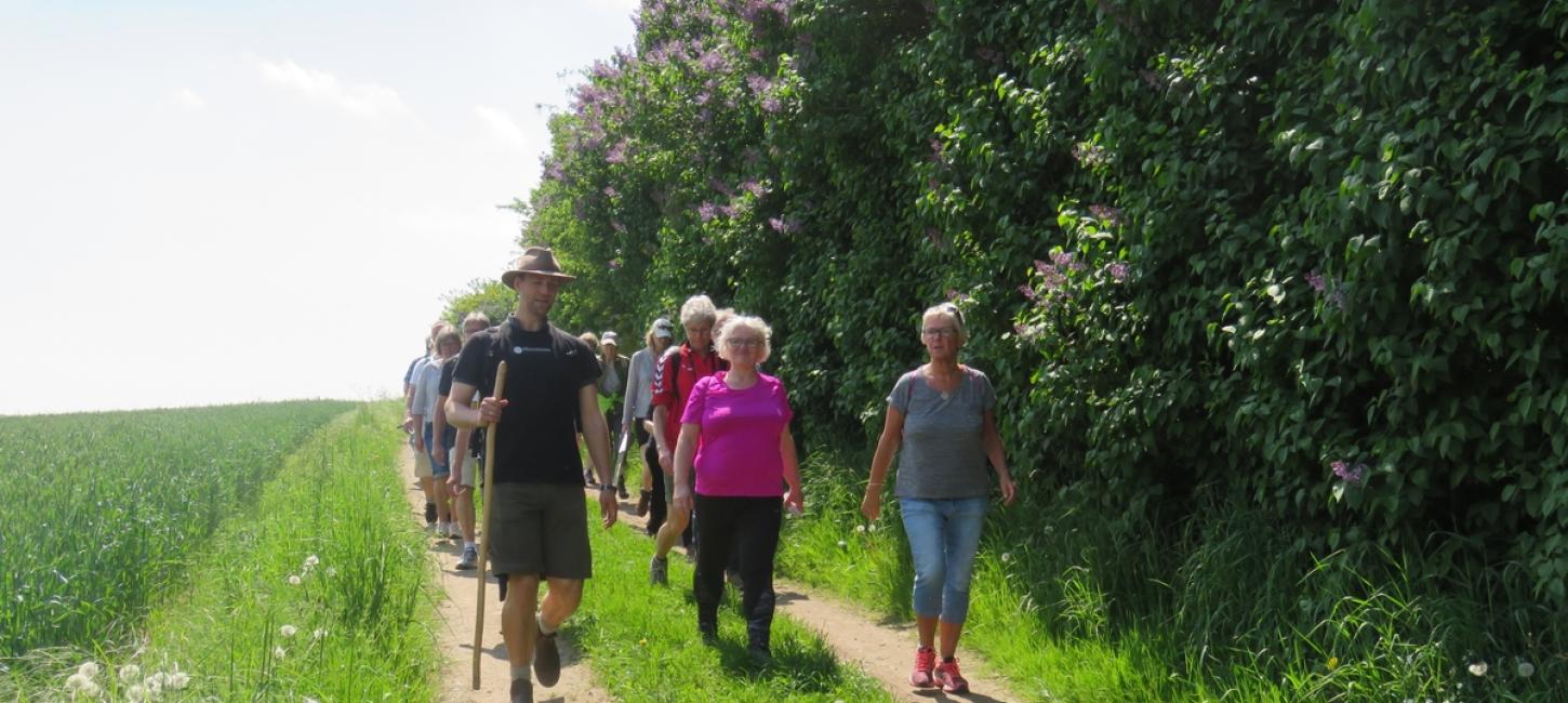 Lilac hike with guide South Funen Lilac Days