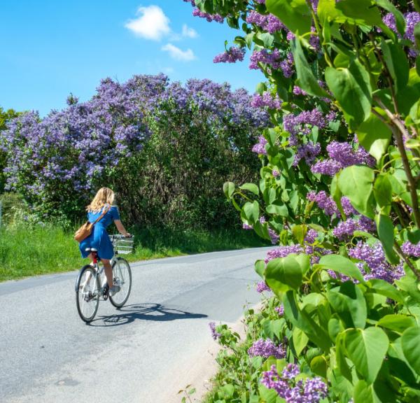 Frau auf dem Fahrrad im Land des Flieders