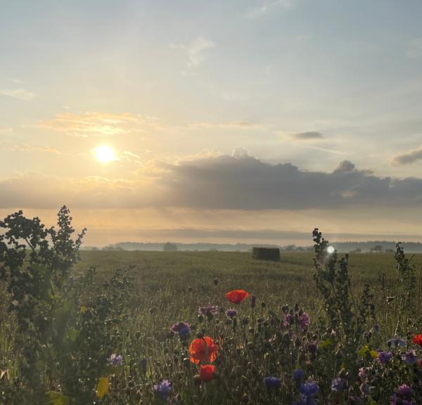 Solopgang ved Søllinge på Midtfyn med morgentåge | Carl Nielsens Camino | VisitFaaborg