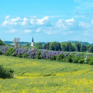 Syrendage (Lilacs Days) onSyrendage (Fliedertage) im Süden Fünens mit Blick auf die Kirche von Svanninge South of Funen with a view of the Church of Svanninge
