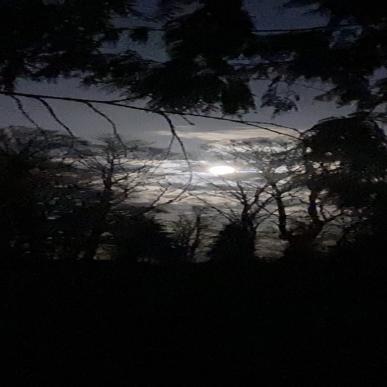 Mørkebad og natursanseterapi i Pipstorn Skov