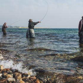 Havørred | Lystfiskeri | Sydfyn | Avernakø | Lyø | Bjørnø | Fiskepladser | Overnatning