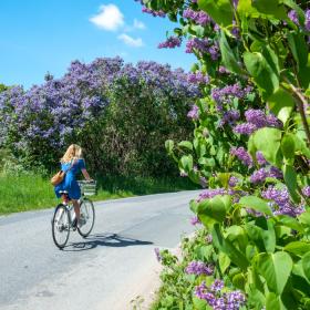 Frau auf dem Fahrrad im Land des Flieders
