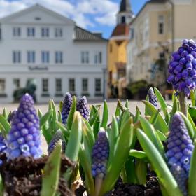 Påskedage i Faaborg med perlehyacinter og vue til Faaborg Klokketårn